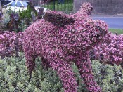 Flora the Flower Pig aka Kylie